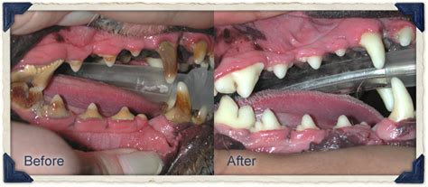 The Process of Removing Canine Teeth: What to Expect