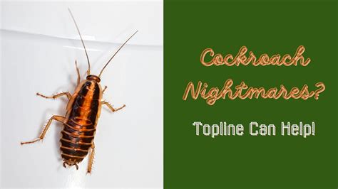 The Profound Anxieties Reflected in Nightmares of Cockroaches Seizing Control of Your Vehicle