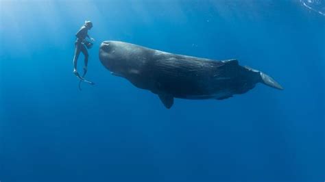 The Profound Bond that Exists Between Humans and Whales