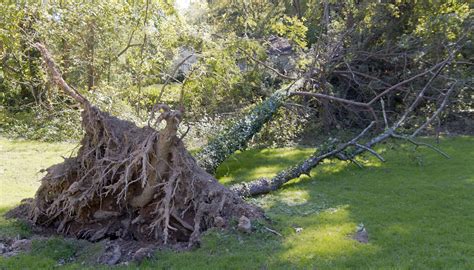 The Profound Cultural Significance of Uprooted Trees in Analyzing Dreams