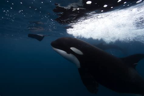 The Profound Influence of the Subconscious Mind: Evaluating the Whale's Predatory Behavior