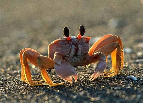 The Profound Link Between Crabs and Emotional Vulnerability