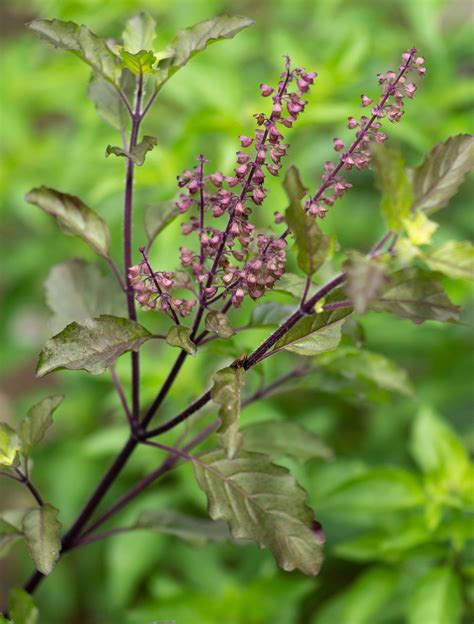 The Profound Meaning Behind Encountering a Sacred Holy Basil Plant in a Dream