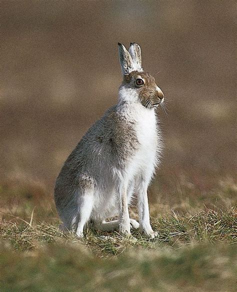 The Profound Psychological Impact of Dreaming about Taking Aim at a Hare