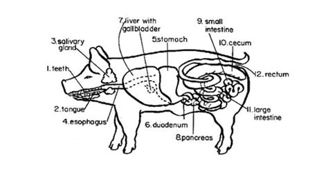 The Profound Psychological Impact of Symbolism Associated with Porcine Digestive Tract in Reveries