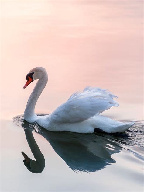 The Profound Psychological Significance Behind Dreams of Swan Aggression