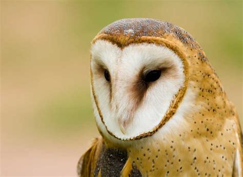 The Profound Significance Behind an Owl Perching on Your Limb