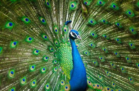 The Profound Significance of Dreaming About Collecting Peacock Plumage