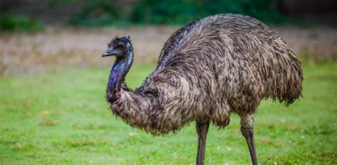 The Profound Significance of Emu-like Creatures in the Dream Realm