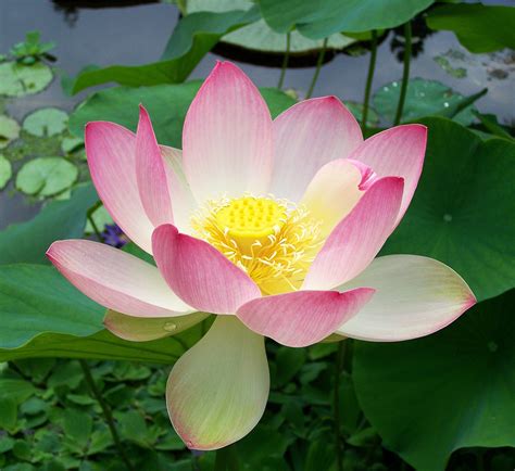 The Profound Spiritual Significance of Envisioning a Pale Pink Blossom of the Sacred Lotus