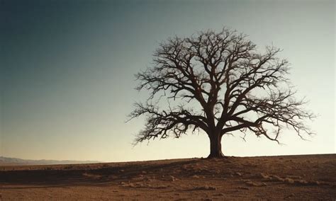 The Profound Symbolism of Displaced Trees