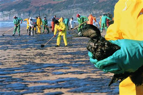 The Prolonged Consequences of Oil Spills on Ecosystems and Biodiversity