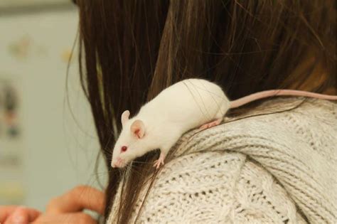 The Psychological Importance of Stepping on Mice in Dreams