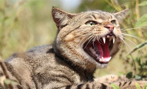 The Psychological Insights Derived from Dreams Involving the Teeth of a Fierce Wild Cat