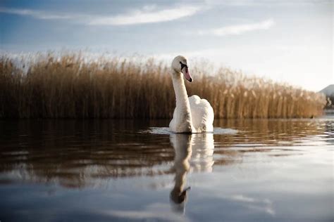 The Psychological Interpretation of Dreaming about Swan Eggs