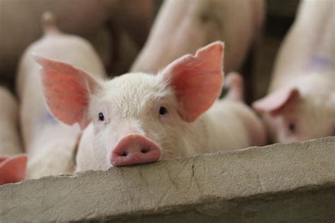 The Psychological Interpretation of Dreams about Pigs Feeding