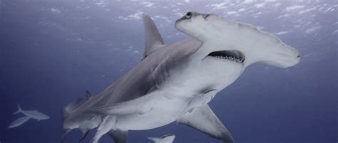 The Psychological Interpretation of the Enigma of the Shark Head Vision