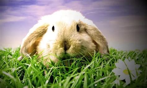 The Psychological Perspective on Rabbit Urinating Dreams