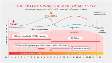 The Psychological Perspectives on Dreams Related to the Menstrual Cycle