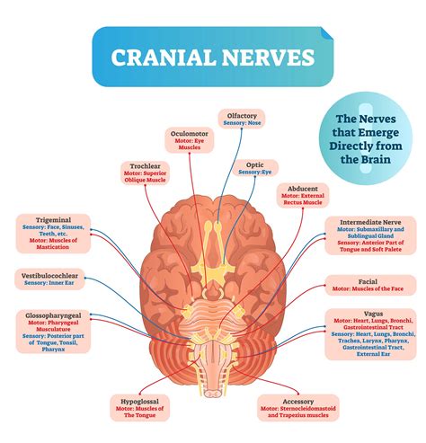 The Psychological Significance: Exploring the Symbolism of Cranial Penetration