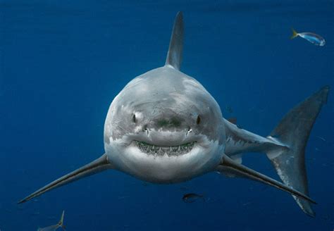 The Psychological Significance of Dreaming about Sharks in Motion