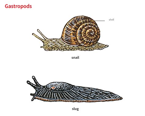 The Psychological Significance of Gastropods in One's Dreams