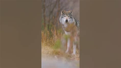 The Psychosomatic Representation of Wolves: Unveiling Insights into the Depths of Human Psyches