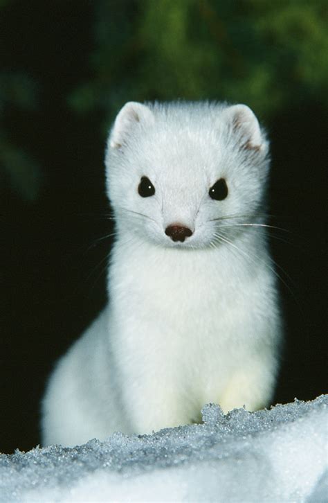 The Pure and Innocent Symbolism of the Snow-White Rodent