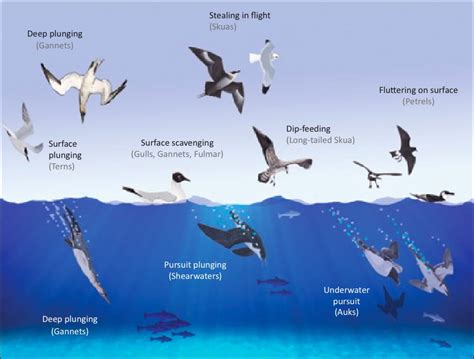 The Pursuit Factor: Importance in Avian Envisions