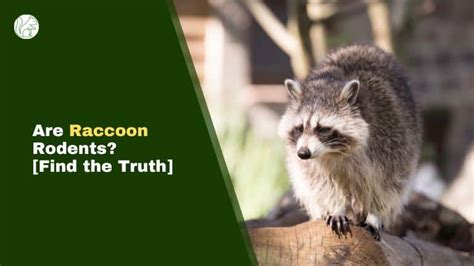 The Puzzle of Speaking Raccoons: Truth or Fallacy?