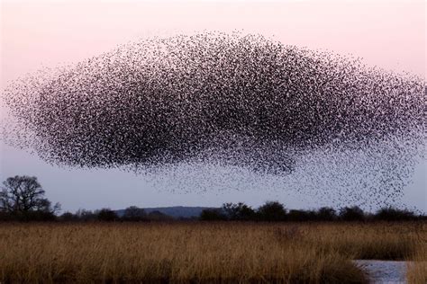 The Puzzling Behavior of Swarming