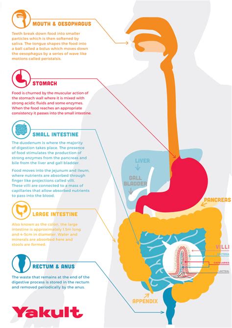 The Puzzling Phenomenon of an Overactive Digestive System: What Triggers It?