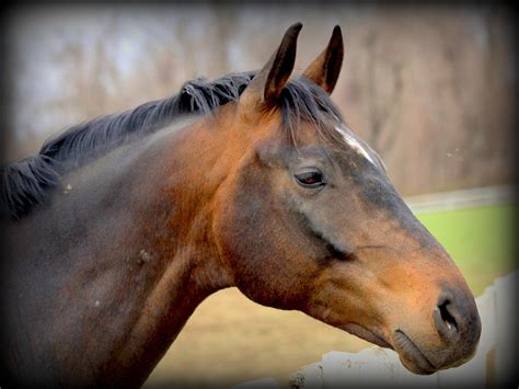 The Puzzling Presence of the Violet Striped Equine in Reveries