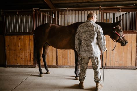 The Qualities to Seek in an Ideal Equine Partner