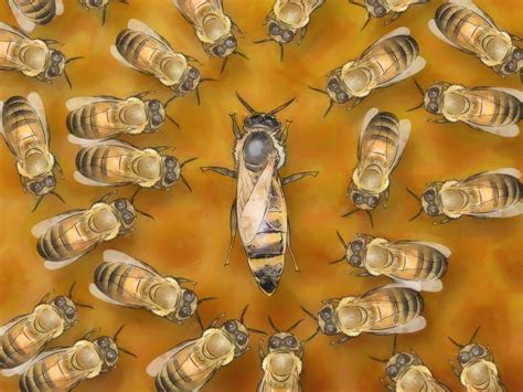 The Queen Bee: Domination and Authority in Reveries