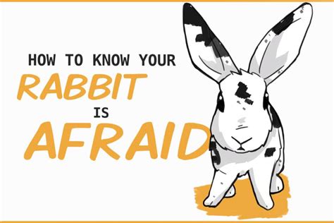 The Rabbit as a Symbol of Fear and Anxiety