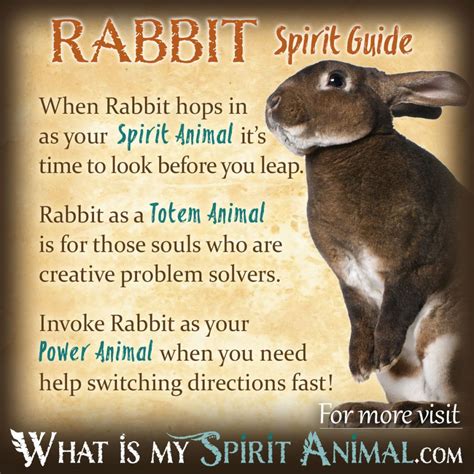 The Rabbit as a Symbolic Animal