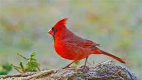 The Radiant Scarlet Chirper: An Avian Enveloped in Symbolism