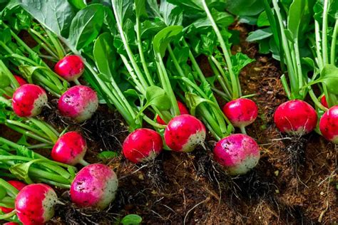 The Radish: A Versatile and Nutritious Vegetable