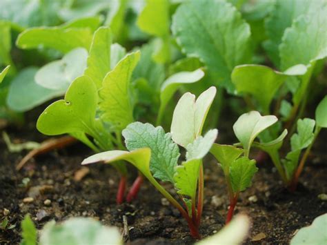 The Radish as a Symbol of Fresh Beginnings and Flourishing: Insights from Nature's Perspective