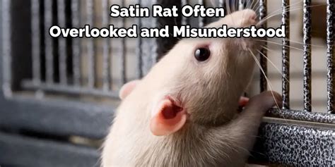 The Rat as a Messenger: Exploring the Symbolic Importance of this Misunderstood Creature