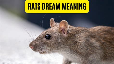 The Rat as a Symbol in Dreams: Significance and Interpretation