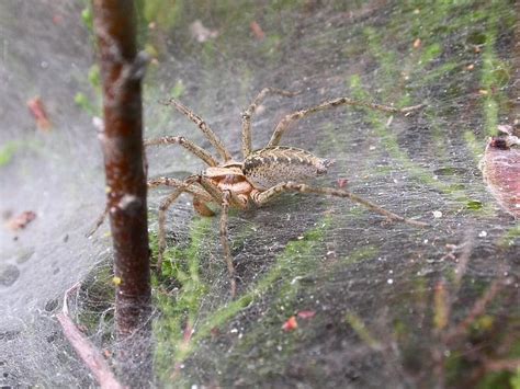 The Recluse Spider: A Metaphor for Solitude and Isolation