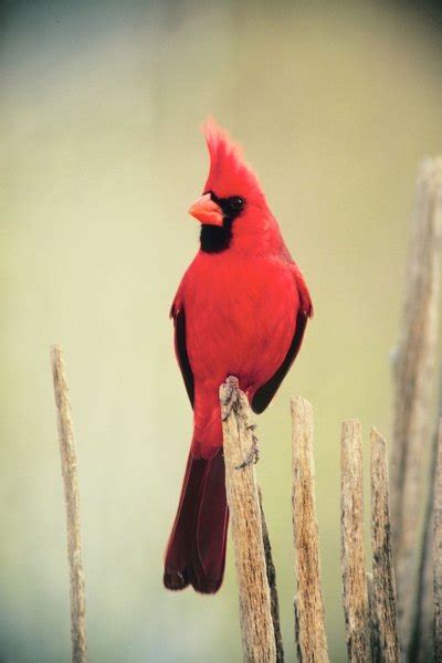 The Red Cardinal's Connection to Love and Relationships