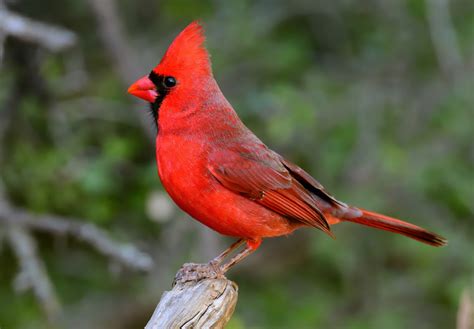 The Red Cardinal Bird as a Harbinger of Optimism and Rejuvenation