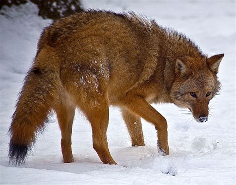 The Red Coyote: A Metaphor for Evolution and Flexibility