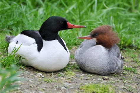 The Red Duck as a Messenger from the Depths of the Mind