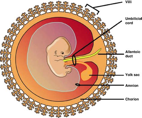 The Red Umbilical Cord as a Metaphor for Connection