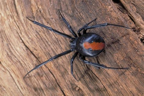 The Redback Spider in Literature and Art: A Source of Inspiration