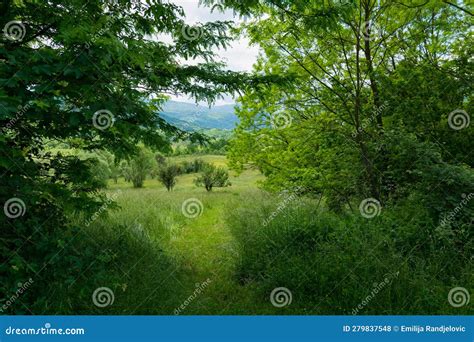 The Rejuvenating Energy and Regeneration of Lush Meadows in Visions